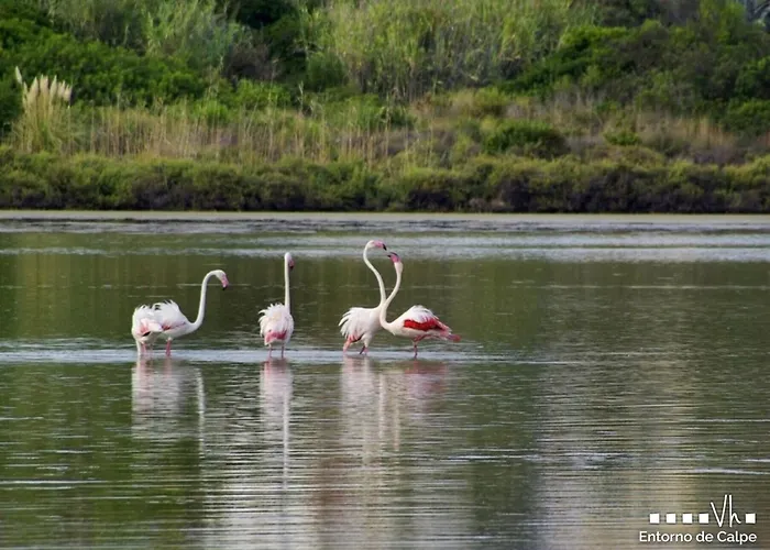 Vh Costablanca - Pumba *