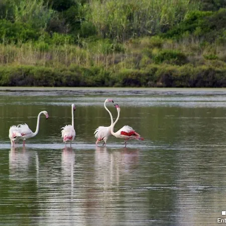 Vh Costablanca - Pumba *